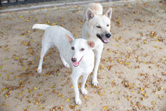 Couple love white Thai dogs joyful together looking at camera  with falling yellow leave on concrete floor stock photo