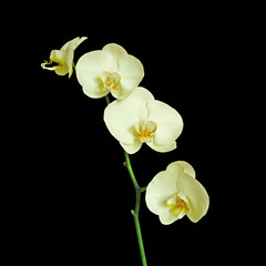 Fototapeta na wymiar Beautiful yellow orchid isolated on a black background
