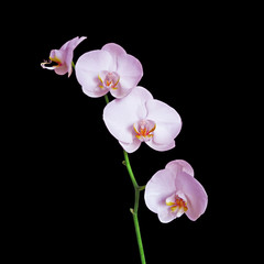 Naklejka na ściany i meble Beautiful pink orchid isolated on a black background