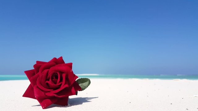 Summer romance concept, Beautiful red rose on the soft white sand beach, close up background shot with copy space