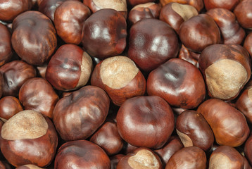 Seeds of horse chestnuts background