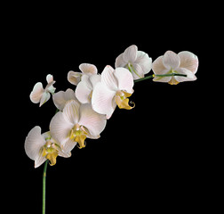 Fototapeta na wymiar Beautiful yellow orchid isolated on a black background