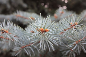 Christmas fir tree branches Background. Close up Christmas pine tree. Copy space. Natural forest background with Copy space. Foraging for conifer needles