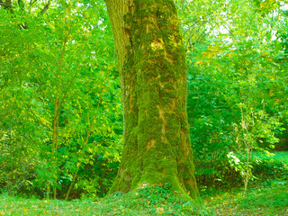 moss covering tree. Deep forest with a centered tree trunk covered with moss under morning sunlight