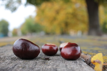Obraz premium Chestnut on old wooden table under yellow trees in autumn season