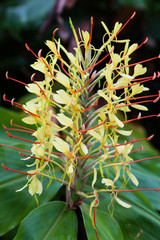 Beautiful landscape sceneries in Azores Portugal. Tropical nature in Sao Miguel Island, Azores. 