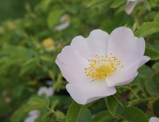 white flower in the garden