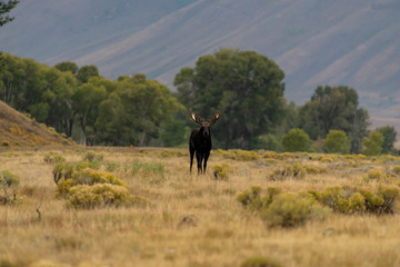 A Large Bull Moose in the Grand Teton National Park