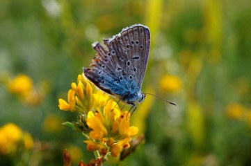 butterfly on flower