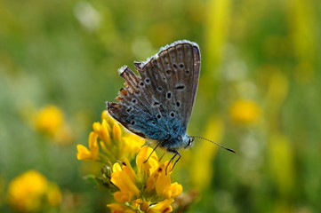 butterfly on a flower