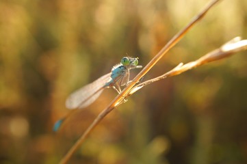 dragonfly on a blade of grass