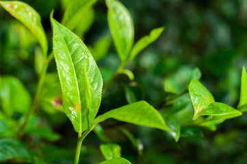 Fototapeta na wymiar Harvesting tea leaves