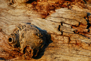 Old Stump Natural Texture With Copy Space