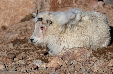 Juvenile Mountain Goat with a Bloody Broken Antler