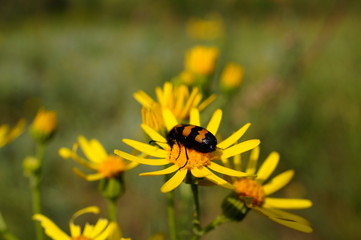 bee on a yellow flower