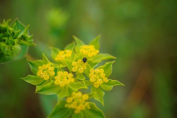 yellow flower on green background of leaves