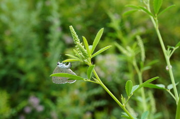 leaf on green grass