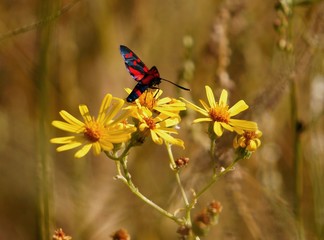 Fototapeta premium butterfly on flower
