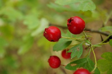 red cherries on the tree