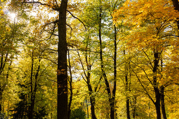 Beautiful morning scene in the forest with sun rays and long shadows