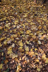 autumn leaves background