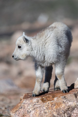 Mountain Goat Kid In the Rocky Mountains of Colorado                       