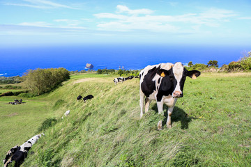 Beautiful landscape sceneries in Azores Portugal. Tropical nature in Sao Miguel Island, Azores. 