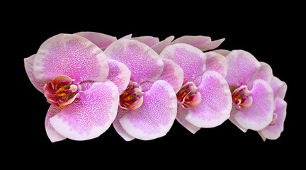 Beautiful pink orchid isolated on a black background