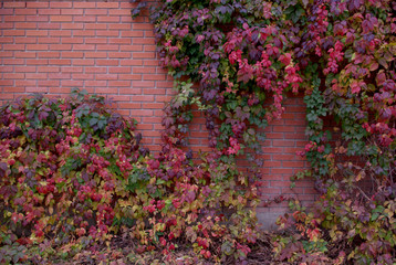 Fototapeta na wymiar Fresh nature grape tree with multicolored leaves on the brick wallbackground