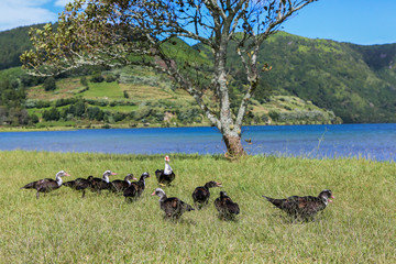 Beautiful landscape sceneries in Azores Portugal. Tropical nature in Sao Miguel Island, Azores. 