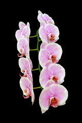 Fototapeta na wymiar Beautiful pink orchid isolated on a black background