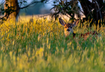 An Adorable Mule Deer Fawn Wading through a Sea of Grass