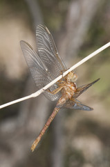 Orthetrum chrysostigma epaulet skimmer dragonfly just after emerging from the exuvia even with the light colors of not having dried the cuticle