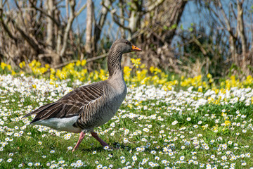 Greylag goose (anser anser) walking through a meadow of daisy wild flowers