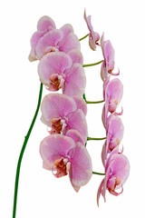 Naklejka na ściany i meble Beautiful pink orchid isolated on a black background