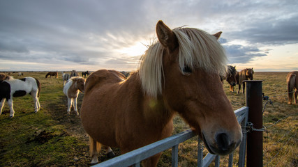 Obraz premium horses in the field