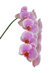 Beautiful pink orchid isolated on a black background