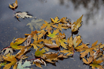 Autumn leaves resting in water puddle from melting snow.