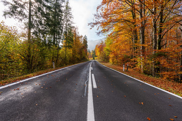 Landstraße die durch einen idylischen Wald im Herbst führt