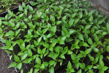 Growing sweet pepper seedlings in a greenhouse
