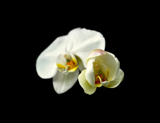 Naklejka na ściany i meble Beautiful white orchids isolated on a black background