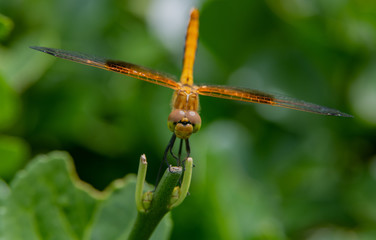 Beautiful Orange Meadowhawk Macro