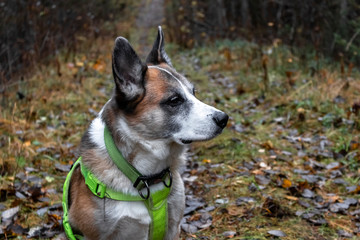 Dog with safety vest during the forest walk during the hunting season in Sweden