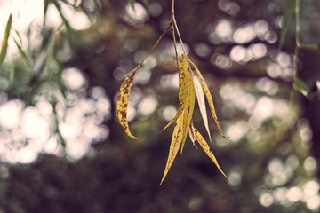 Yellow leaves over Bokeh background