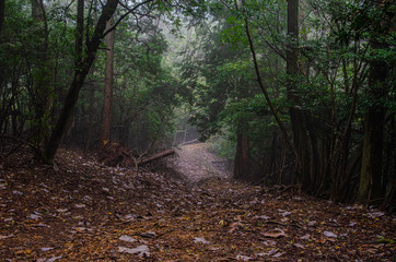 滋賀　雨の日の音羽山登山道