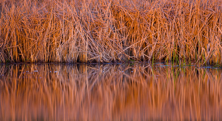 Reeds reflected in the water of the Donana NP, Cadiz, Huelva, Andalucia, Spain, Europe