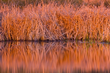 Reeds reflected in the water of the Donana NP, Cadiz, Huelva, Andalucia, Spain, Europe
