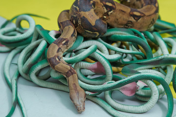 Green feather snakes. A snake with a gray spit . artificial and real snakes on a yellow background .