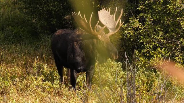 Large bull moose in Colorado