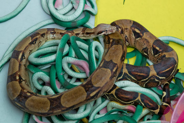 Green feather snakes. A snake with a gray spit . artificial and real snakes on a yellow background .